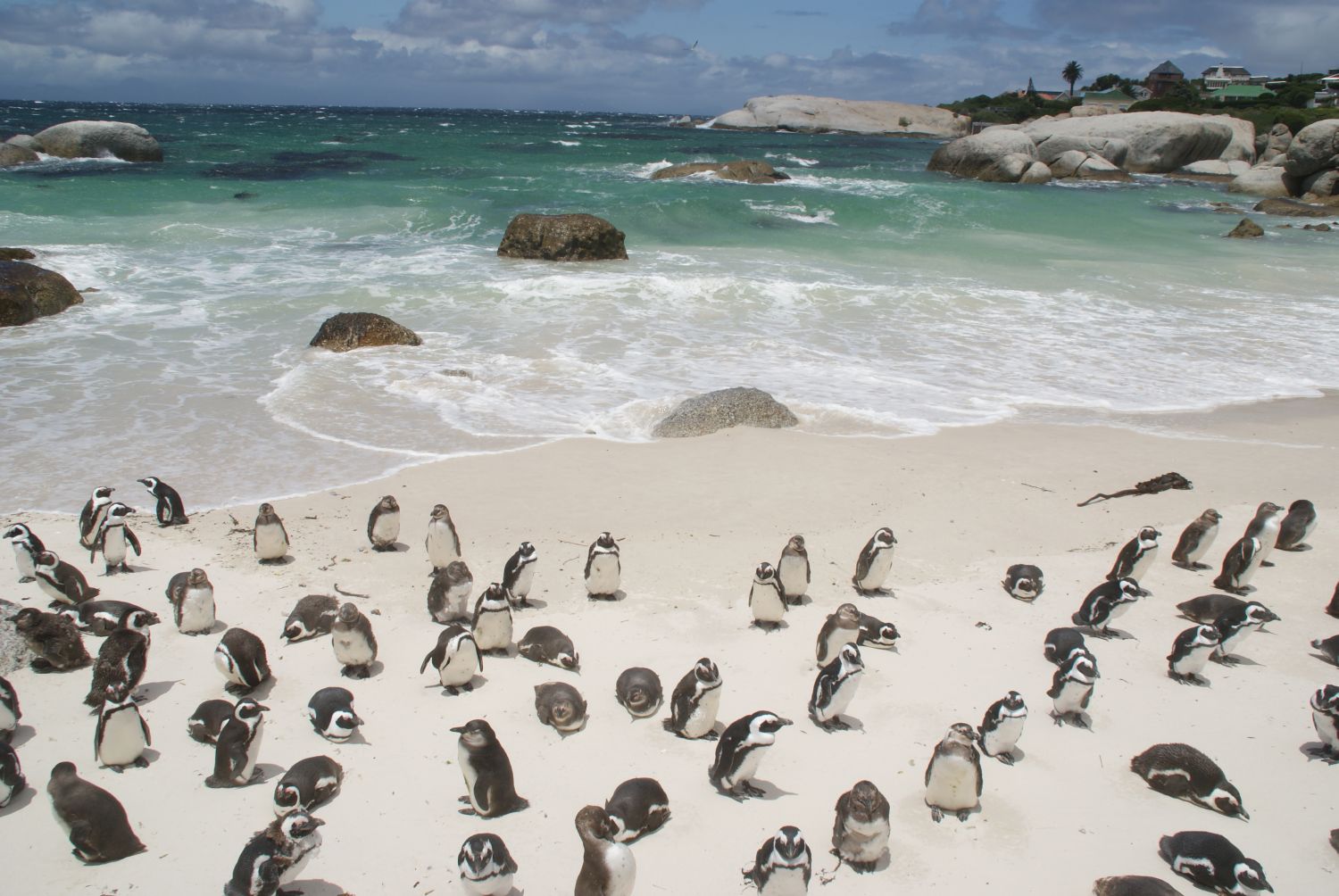 Ein Herz für Pinguine? Diese Orte in Südafrika solltet ihr unbedingt  gesehen haben